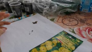 Посеяла мальву шток-розовую и обычную на рассаду, будем посмотреть что из этого получится.
