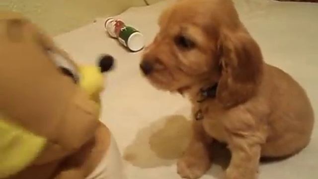 Английский кокер-спаниель, щенок Сайт смотреть онлайн