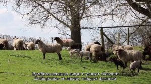 Объяснена кубическая форма фекалий вомбатов