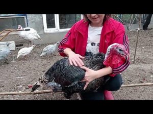 Взвешивание индюка бронза северо-кавказская