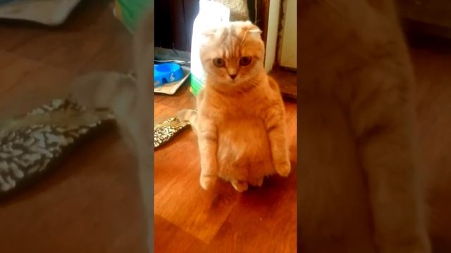 СКОТИШ ФОЛД НА ЗАДНИХ ЛАПКАХ смотреть онлайн