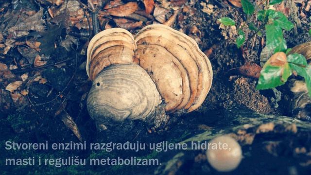 Gljiva Trud (Fomes fomentarius) - Lekovita svojstva смотреть онлайн