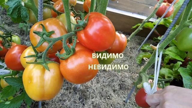 Семена томатов от Сибирского сада. Проверено на грядке. смотреть онлайн