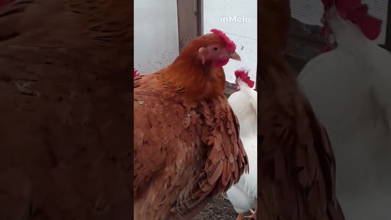 Барышни из курятника.... смотреть онлайн