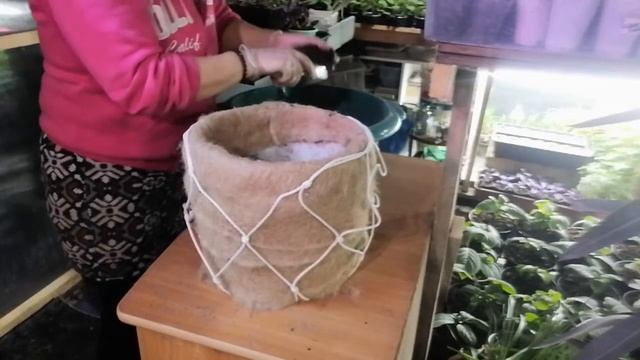 Томатный Ампель. смотреть онлайн