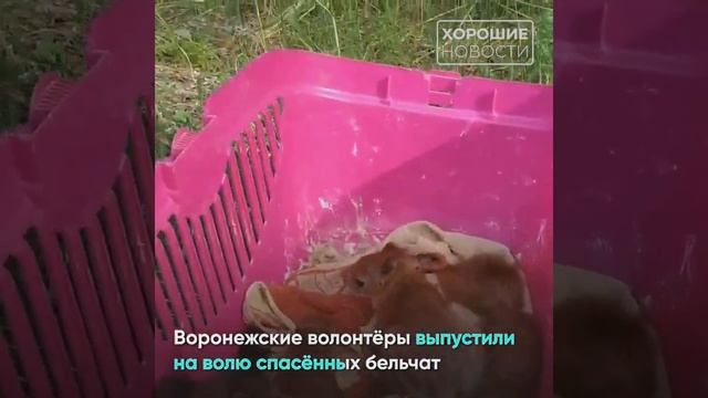 Лосёнок в автомобиле и переход для ежей: как люди помогают попавшим в беду зверям смотреть онлайн