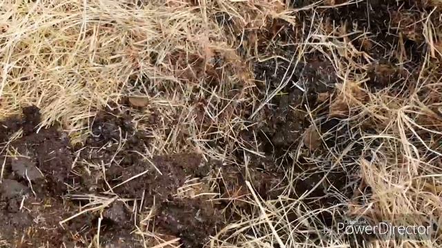УДАЧНЫЙ КОП НА САХАЛИНЕ. Устал выкапывать монеты. КАРАФУТО. Sakhalin смотреть онлайн