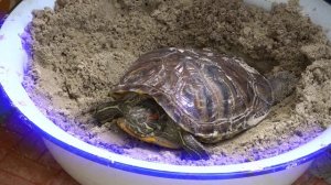 Красноухая черепаха откладывает яйца trachemys scripta