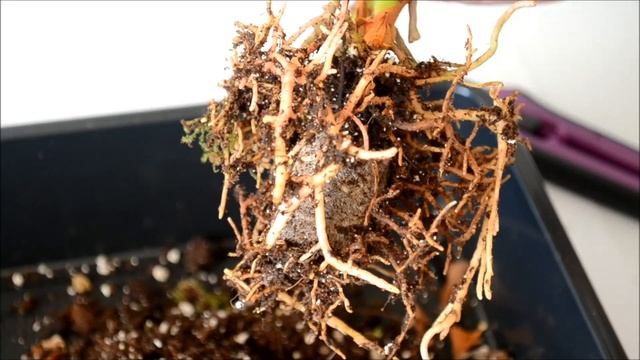 Одна из причин, почему магазинные цветы погибают смотреть онлайн