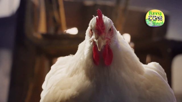 The chicken song new, Chicken Dance, Chicken Song, rooster crowing song, Funny Chicken Dance смотреть онлайн
