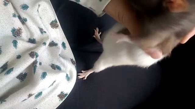 Крыса и ее опухоль смотреть онлайн