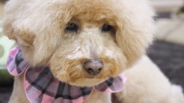 Panasonic GH5 to M.ZUIKO DIGITAL ED 12-100mm F4.0 IS PRO смотреть онлайн