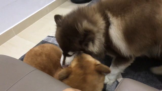 Alaskan Malamute and corgi смотреть онлайн