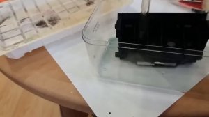 Промывка печатной головки принтера canon