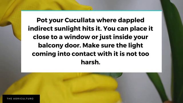 How To Grow Alocasia Cucullata? Buddha's hand Info's смотреть онлайн