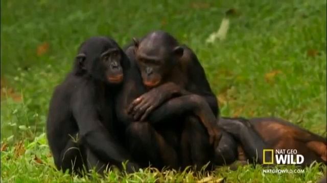 Животный мир