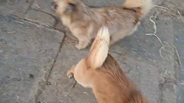 细小高发区已经过去，小乐带牛肉饺子去流浪狗基地改善伙食，吃的开心的直摇尾巴【理发师小乐和流浪狗】 смотреть онлайн