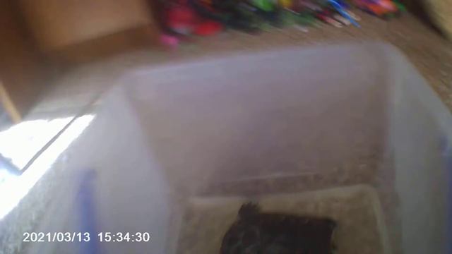 Видео про черепах смотреть онлайн