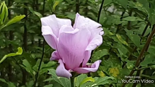 重瓣木槿花??? (roxanne的花園) смотреть онлайн