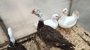 Мускусные утки// Как отличить селезня от утки в 2 месяца//