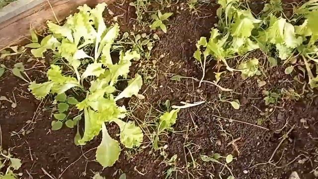 Дача - 2022г. Июнь - посадка картофеля в несколько этапов, мульчирование свежей травой. смотреть онлайн