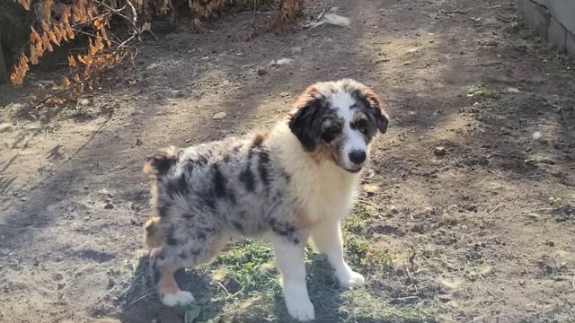 Знакомьтесь, Автралийская мраморная  овчарка. И две ящерицы.