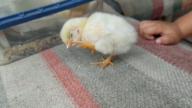 Цыплята/Chickens/маленький цыпленок смотреть онлайн