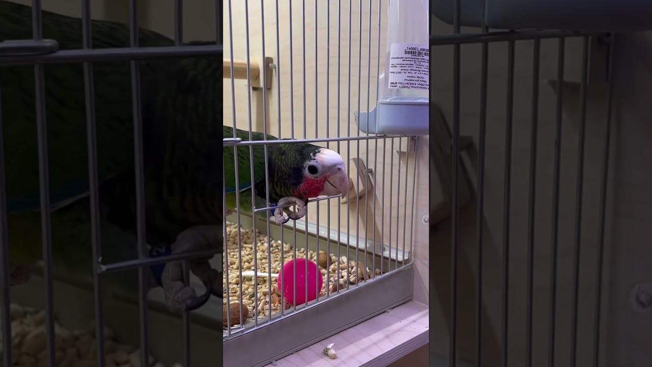 Попугай Амазон кубинский в «Аква Лого Сокол» #попугай смотреть онлайн