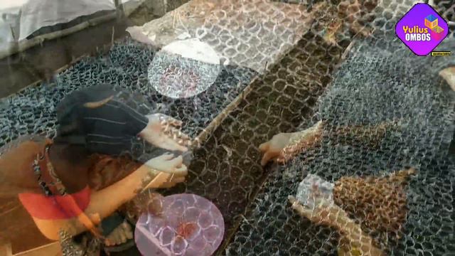 CARA SEMAI BIBIT CABE YANG BAIK DAN BENAR ANTI GAGAL PART 2 | Cara Menanam Cabe смотреть онлайн