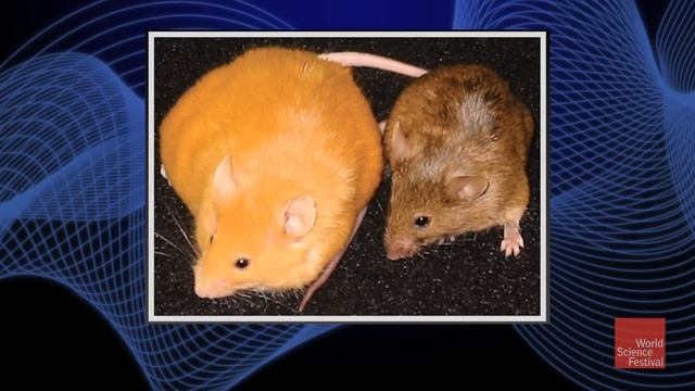 Why do Two Genetically Identical Mice Look Vastly Different? смотреть онлайн
