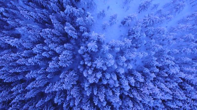 Winter - snowy trees 4K UHD смотреть онлайн