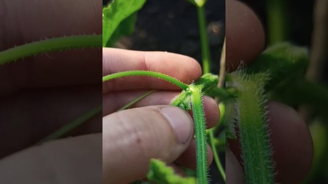 ОГУРЦЫ СОБИРАЮ ВЁДРАМИ РАССКАЗЫВАЮ КАК #полезныесоветы  #загороднаяжизнь #огород #огурцывтеплице