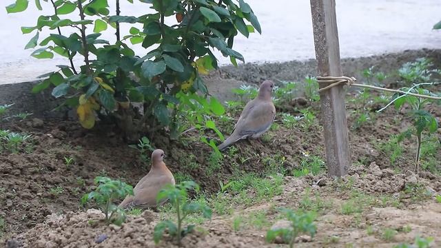 Musicha | Birds | Горлица смотреть онлайн