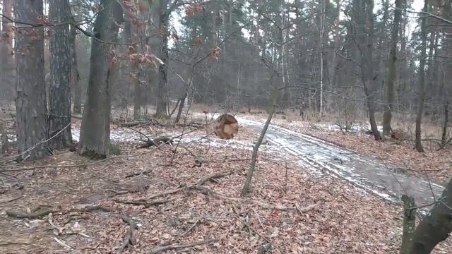Зимний коп с Nokta makro simplex + (нокта макро симплекс плюс) смотреть онлайн