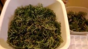 СБОР  И   ЗАГОТОВКА  РОЗМАРИНА, ПОЛЬЗА ЧАЯ ИЗ РОЗМАРИНА!