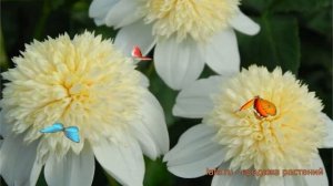 Георгина анемоновидная Платинум Блонд (dahlia) ? обзор: как сажать, луковицы георгины Платинум Блон