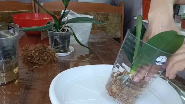 орхидея без корней и что дальше? смотреть онлайн