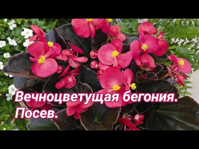 Посев ВЕЧНОЦВЕТУЩЕЙ БЕГОНИИ! смотреть онлайн