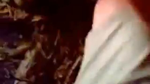 Не надо лезть в будку к собаке! смотреть онлайн