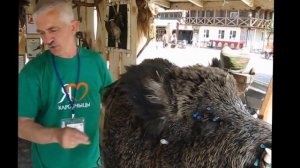 Изготовление чучела головы кабана(Sus scrofa).Виктор Бахмат. Мастер класс. Гродно, 2014.Taxidermy.