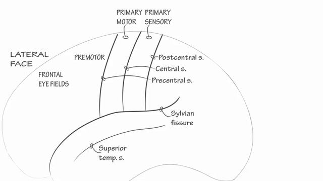 Cerebral Cortical Areas Part 1- Draw it to Know it, Neuroanatomy смотреть онлайн