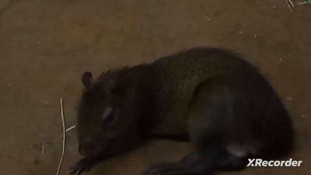 посещение зоопарка, очень круто. смотреть онлайн