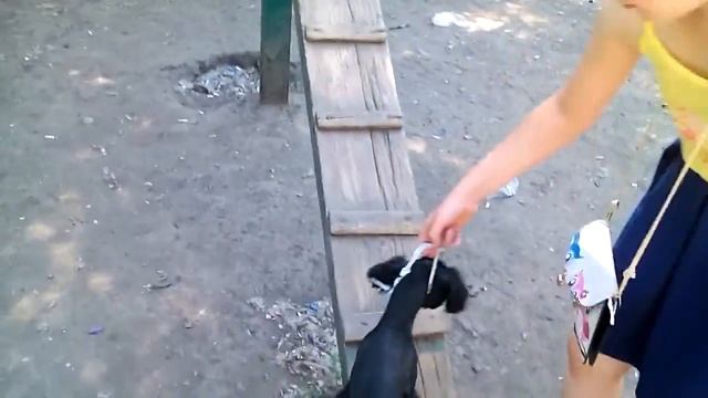 Лиза ходит по турниру для собак в первый раз