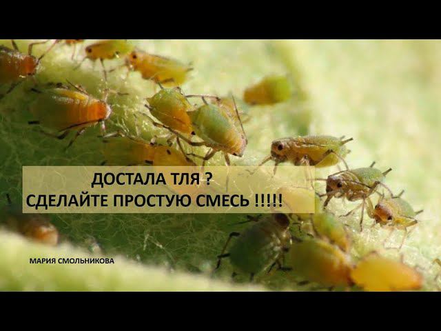 Достала тля ??? Сделайте простую смесь !!! смотреть онлайн