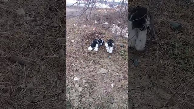 Щенки пуделя арлекина Джентли Борн Джастер и Джентли Борн Де Ля Фер смотреть онлайн