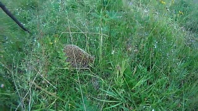 Ёжик (выход в лес и ёж) смотреть онлайн