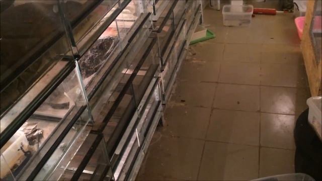 Поимка кобры в домашних условиях)) смотреть онлайн