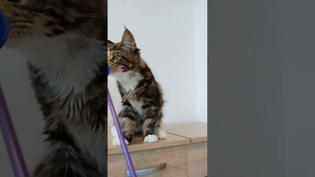 Yuventus Lesnoibrat WCF, MCO n2209 смотреть онлайн