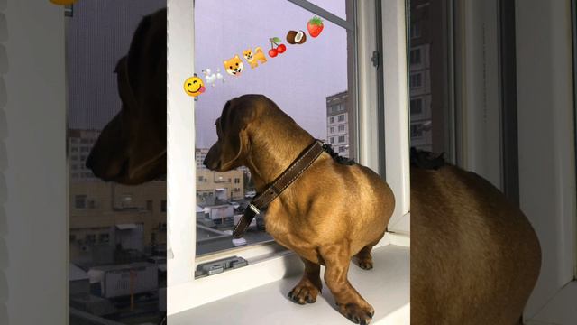 Песня ,, Между нами провода ,,( Dadada)