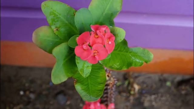 How to Plant and Take Care of Euphorbia Flowers as Ornamental Plants in Home Garden смотреть онлайн